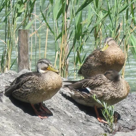 Leitner Am Wolfgangsee Lejlighedshotel 4*