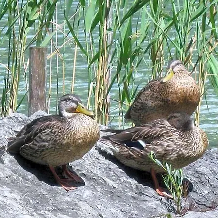 Leitner Am Wolfgangsee Санкт Гильген
